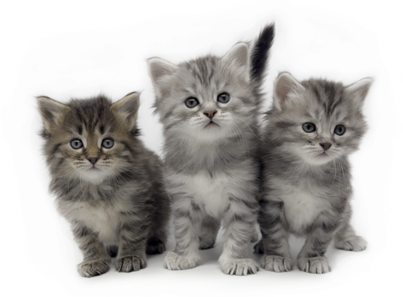 NO*StiSi Egon, Ellis & Eddie the Boss