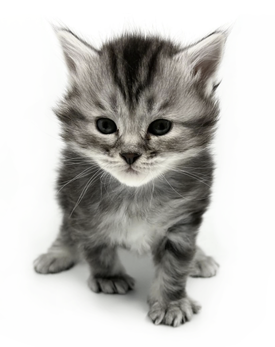 NO*StiSi Eddie the Boss