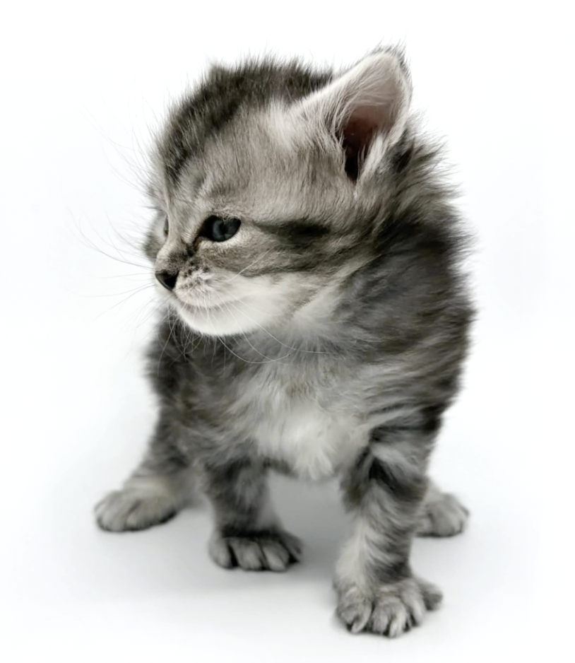 NO*StiSi Eddie the Boss 