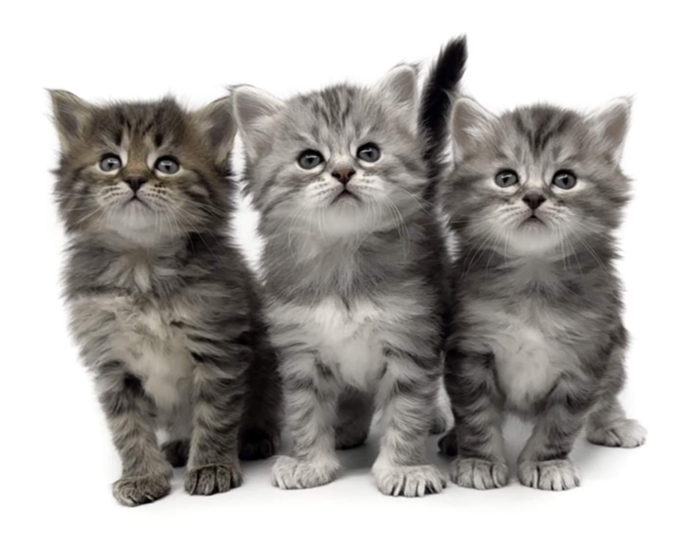 NO*StiSi Egon, Ellis & Eddie the Boss